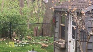 Playtime for this family of foxes on a cool spring day