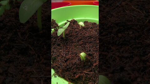 Timelapse | Seedlings | GoPro 9