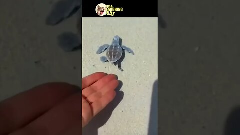 Saving a baby Turtle | #babyturtles #shorts #funny #funnyvideo