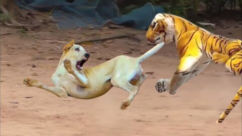 Fake Tiger Prank Dog So Funny | Fake lion vs real dog prank | Huge box prank to dog | Funny video#45