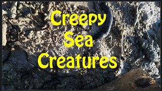 A Dozen of Creepy Sea Creatures Hiding under a Stone