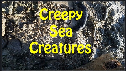 A Dozen of Creepy Sea Creatures Hiding under a Stone
