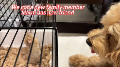 Vlog the moment of my life/ We got a new family member.