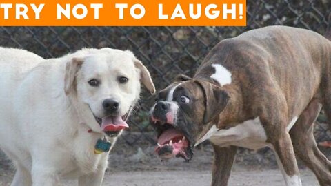 Funny Videos.Show compassion for your pets before they become rebellious