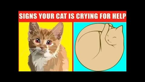 19 Warning Signs That Your Cat Is Begging For Help By || Persian Cats Zone 😸