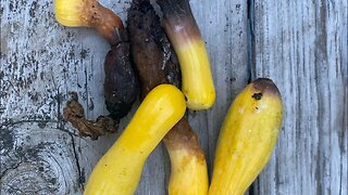 Cut Leaves to Avoid Rotting Squash