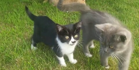 Cute little kittens playing in the garden