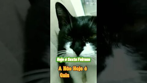 Gato Bartolomeu Tunico 😺