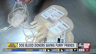Dog blood donors are saving the lives of furry friends