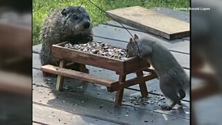 Groundhog and squirrel dine together
