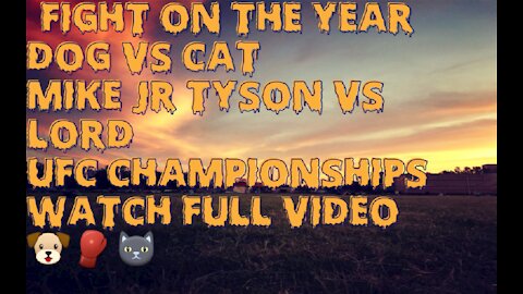 Watch full video. UFC Championships Dog VS Cat