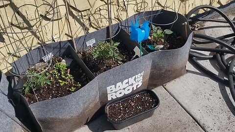 New Containers, Lemon Boy Tomatoes, and all the things