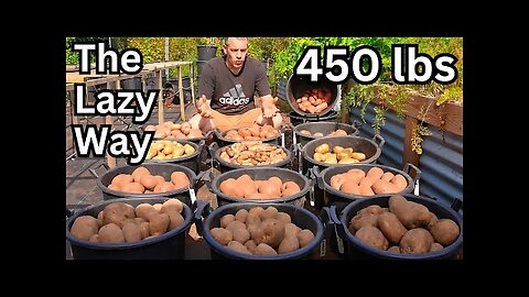 Growing 450 lbs. Of Potatoes, The Lazy Way. Never Dig Again!