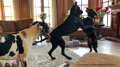 Great Danes Have Fun Dancing With Dog Friends