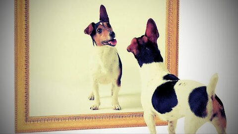 Dog playing with mirror