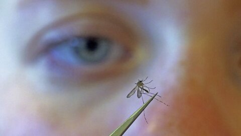 Gates Funded -Genetically Modified Mosquito's
