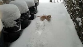 Cadela adorável corre enterrada na neve