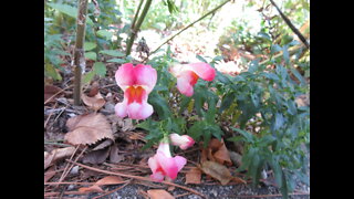 The Language Of Flowers Snapdragon Sept 2021