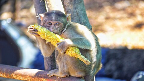 Monkey scenes and eating food: