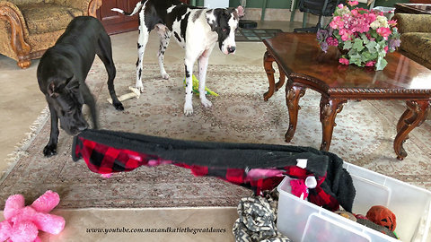 Great Danes Have Fun Emptying Out Their Toy Box