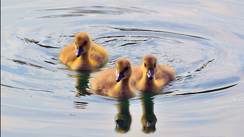 Tiny Adorable Goslings Swim with Parents in Washington Park, New York