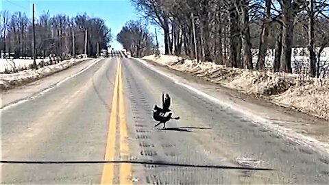 Ravens brawling on roadway brings typically Canadian reaction from motorist