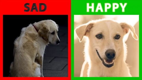 Whether your dog is sad or happy? Top 10 Signs Your Dog Is Happy With You!