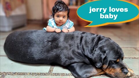 Rottweiler and Babies are best friend||funny dog videos.