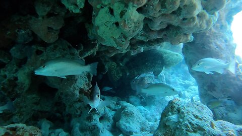 Secret Goliath Grouper Cave