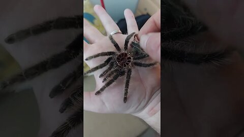 Amazing Tarantula Molt. Perfect Condition.