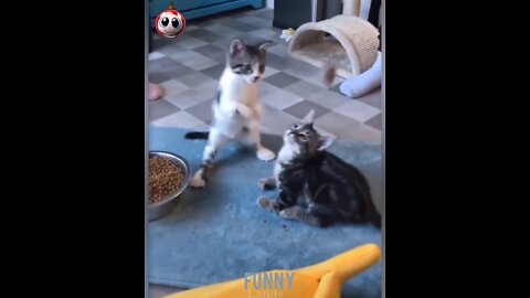 Funny Cats And Funny Pets | funny Videos To See And Laugh