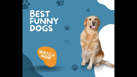 Best Funny Dogs