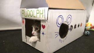 Kitten Rudolph Is a New House Owner