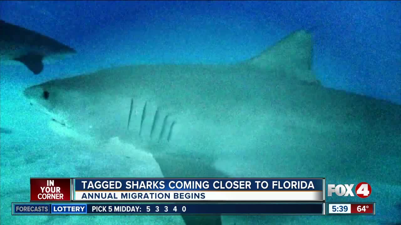 Great white sharks are moving to Florida for the winter