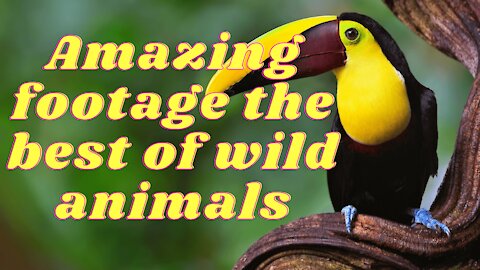 The Best Of Wild Animals 2020. Incredible Footage