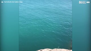 Une raie manta réalise plusieurs sauts hors de l'eau