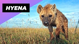 Hyena 🐻 One Of The Cutest But Dangerous Animals In The World #shorts