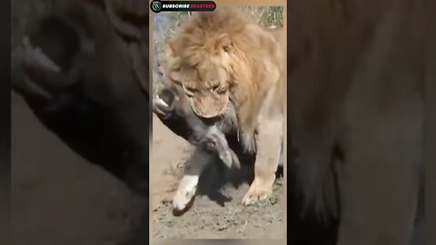 OMG 😰 #wildanimals #animals #lion