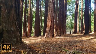Forest Meditation for Renewal | Nature Sounds and Relaxing Piano
