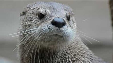 Otter's amazing jump to get food