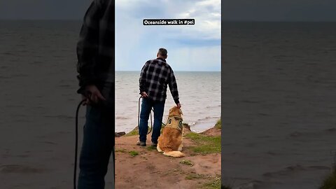 #oceanview walk in #pei #goldenretrievers #retriever #anneofgreengables