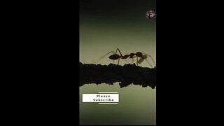 The Weaver Ants Facts #shorts #amazingfacts #ants