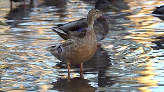 CatTV bunch of ducks