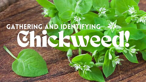 Gathering and Identifying Chickweed
