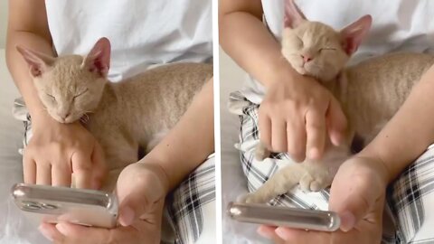 CAT Did Not Wakeup 😴😴😴 | CAT SEE DREAM 😅 | Funny Cat Video