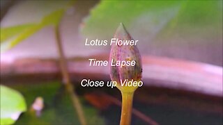 Lotus Flower Time lapse and close up video