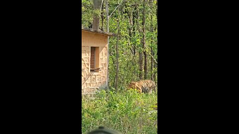 indian national park tiger spotted