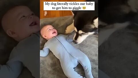 Dog learns to tickle a baby