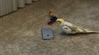 Angry cockatiel gets revenge on iPhone