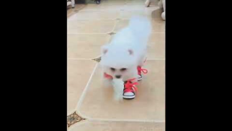 Funny Pet Animals!!!! Cute Dog and Cat Compilation Videos #shorts